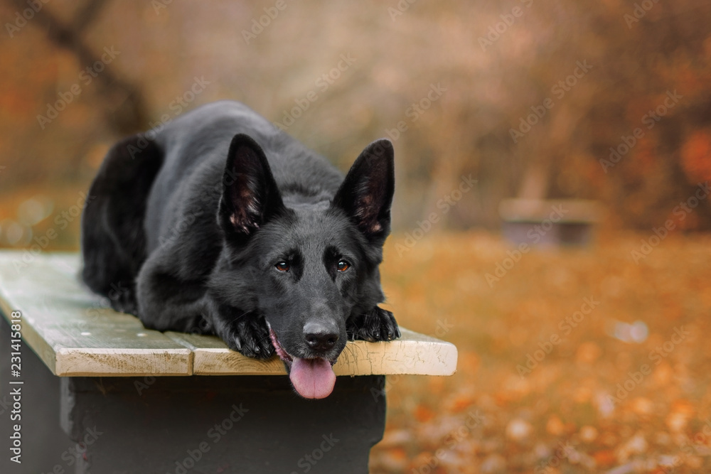 Pies, czarny owczarek niemiecki leżacy na ławce w praku. - obrazy, fototapety, plakaty 