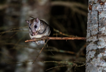 northern flying squirrel also called polatouche in french, taken in cottage country north quebec.