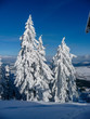 canvas print picture - schneebedeckte Winterlandschaft
