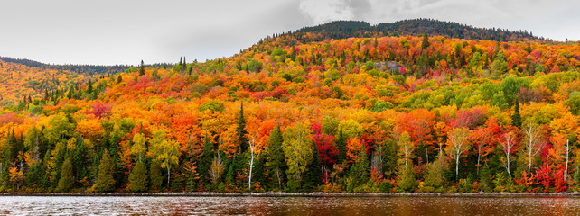 fall scene in the quebec cottage country with golden leaves and fall colors.