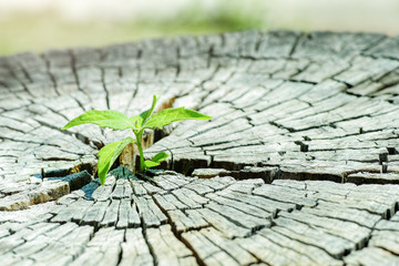 Wall Mural - a strong seedling growing in the center trunk tree as a concept of support building a future..focus 