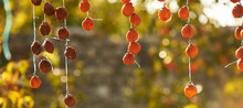 Persimmons Hanging And Drying To Make Dried Persimmons. Dried Persimmon. Traditional Japanese Food