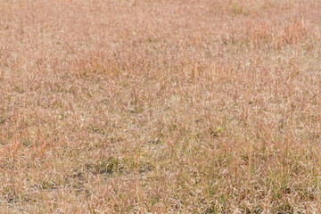Wall Mural - field where grass is dead in winter