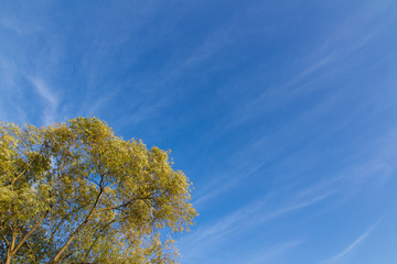Wall Mural - sky and treetops of autumn