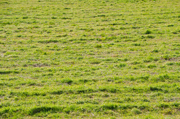 Wall Mural - open field of winter pastures