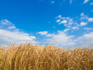 Wall Mural - winter sky and dried grass in winter