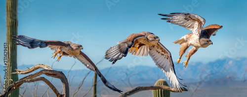 Fotografía Ferruginous Hawk on branch in Sonoran Desert Flying Sequence