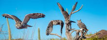 Great Horned Owl In Sonoran Desert Daytime Flying Sequence