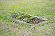 flower bed of pansies flower bloomed