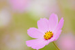 close up of a flower of cosmos