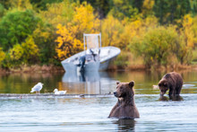 Large Adult Female Alaskan Brown Bear Standing In Brooks River With Cute Cub, Small Boat And Fall Foliage In Background, Katmai National Park, Alaska, USA
