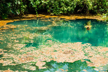 Wall Mural - Warm pond in Phu Sang national park