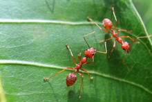 Red Ant (Oecophylla Smaragdina),Action Of Ant On A Green Leaves.