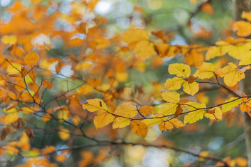 Wall Mural - Feuillage en automne