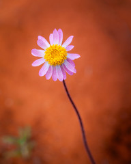 beautiful lilac daisy against red desert, central australia, northern territory, australia