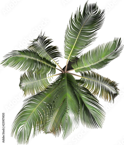 Plant & Tree overhead icon / top view symbols isolated on white