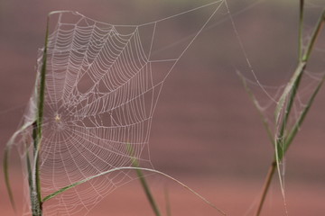 spider web  