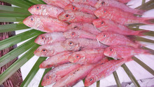 Red Fish Gurnards Or Rods On Ice In Fresh Market