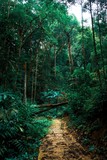 Fototapeta Las - forest path in green wood background