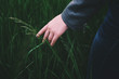 © LegasC - Closeup of swiping hand through the green hay field.