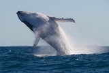 Fototapeta  - Humpback Whale