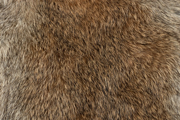 macro close up of rabbit fur