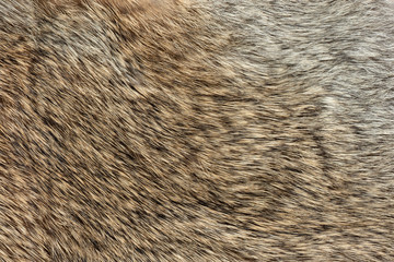 Wall Mural - macro close up of rabbit fur