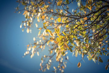 Vintage tone close-up vibrant yellow fall color again clear blue sky. Stunning tree branches with changing leaves in autumn, seasonal background. Selective focus on the leaf