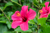 Fototapeta Do akwarium - the complete flower