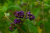 Fototapeta Do akwarium - blackberry on branch