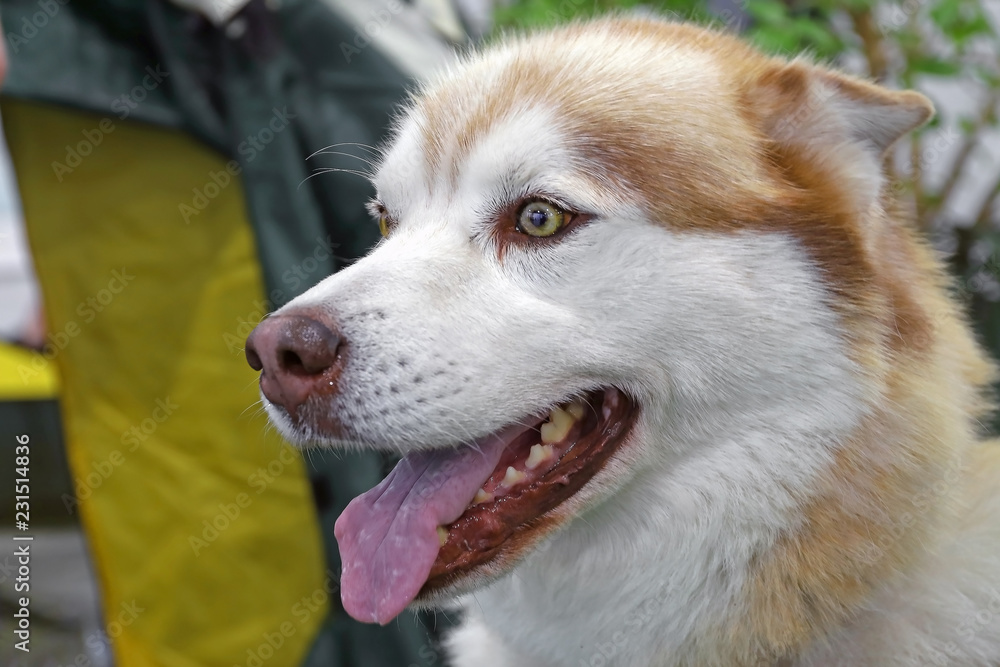 Photo Art Print Charismatic Beautiful Muzzle Dog Husky With