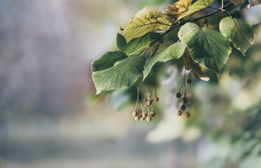 Autumn garden. Linden branch with yellowed leaves