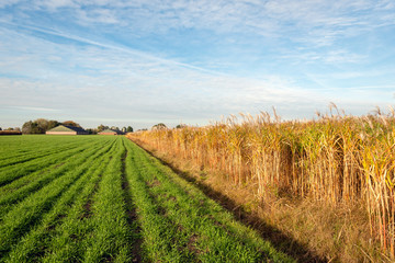 Young green plants and mature yellow Elephant Grass or Miscanthus giganteus plants in long rows in a Dutch field. The crop is used as biofuel for the farm in the background. It s a sunny day in autumn