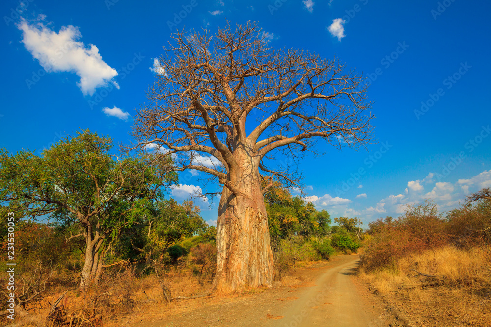 Landscape of Baobab tree in Musina Nature Reserve, one of the largest ...