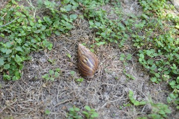 snail on a leaf