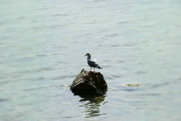 Vogel im Wasser