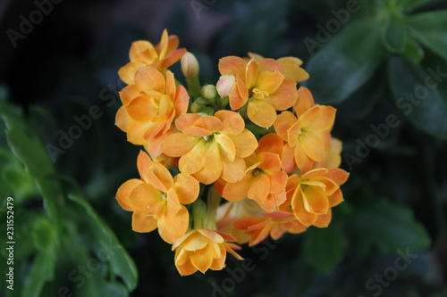 Planta Calandiva Amarela Buy This Stock Photo And Explore Similar Images At Adobe Stock Adobe Stock