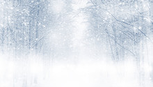 Winter Background With Snowy Trees In The Forest