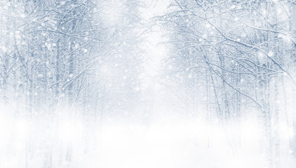 Wall Mural - Winter background with snowy trees in the forest