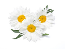 Beautiful Chamomile Flowers On White