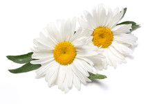 Beautiful Chamomile Flowers On White