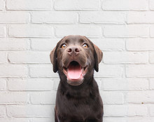Close Up Of Happy Puppy Dog Smiling Dog Against White Brick Wall Background