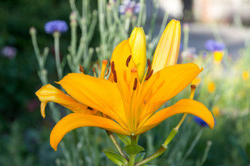 Yellow Flower