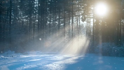 Wall Mural - Cold morning sunny countryside  forest landscape during snowfall. 