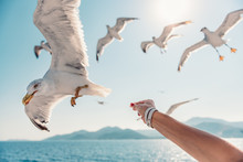 Woman Traveling On Ferryboat And Feeding Seagulls