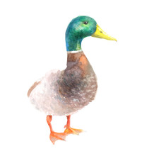 Watercolor Isolated Illustration Of A Duck, Poultry Drawing, Painted With Paints On A White Background, Rustic Cattle