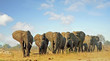 Herd of elephants walking forwards in  a line with a cloudy blue sky