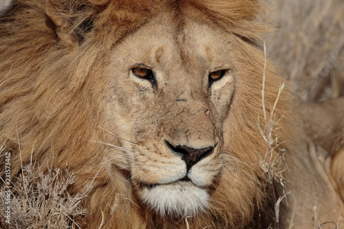 Fotografía  Serengeti