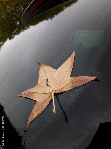 Fotografering Foglia di un albero su un'auto in autunno