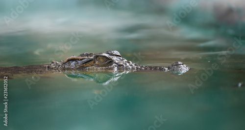 Photographie crocodile face and reflection in water